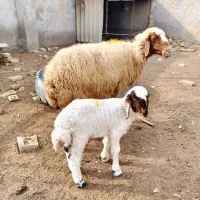 گوسفند با بره نر درجه یک|حیوانات مزرعه|اهواز, منازل کارون|دیوار