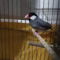 فنچ نرگسی نر