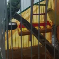 دوتا مرغ عشق جفت|پرنده|بهار, |دیوار