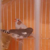 یک جفت فنچ بالغ تخم گذار