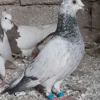 بزک پلاکی ماده