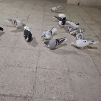 سیاهپوش 12تا همه پرنده|پرنده|الوند, |دیوار