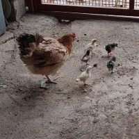 مرغ با جوجه هاش