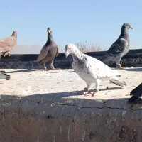 کبوتر|پرنده|نیشابور, مازول|دیوار