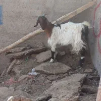 کهره|حیوانات مزرعه|حمیدیا, |دیوار