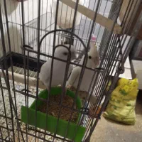 عروس هلندی مولد