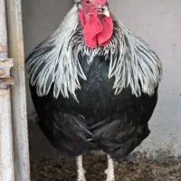 مرغ و خروس آیسبار