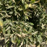 نیازمند یک نفر باغبان با خانواده کم جمعیت