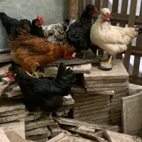 مرغ|حیوانات مزرعه|مشهد, گاز|دیوار