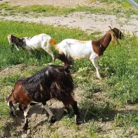 بز‌پاکستانی‌اصل‌با‌بزغاله