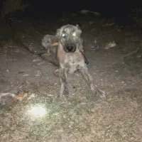 طوله افغان ۴و۵ماهه ماده توعکس معلومه