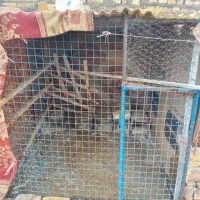 قفس کبوتر نزدیک ۶۰تا خودم حیوان ریختم