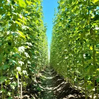 آخرین فرصت خرید نهـال صـنوبـر با 30٪ تخفیف ویژه