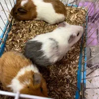 فروش خوکچه هندی دررنگ های متنوع دونه 900هزارتمن