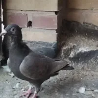 ماده کارل میولمنز اصل