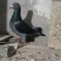کبوتر دوبر|پرنده|اردبیل, |دیوار