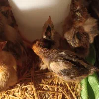 جوجه گلین  و محلی|حیوانات مزرعه|کوهی‌خیل, |دیوار