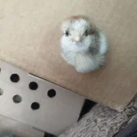 جوجه محلی جوجه رنگی اردک|حیوانات مزرعه|دوگنبدان, |دیوار