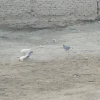 6کبوتر از یک نسل معاوضه با 5 کفتر.. 6تاکفتر زمانتی|پرنده|زابل, |دیوار