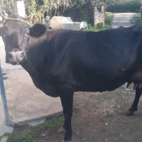 گاو جرسی جوان شیری ۲۰ کیلو شیر بدون گوساله|حیوانات مزرعه|صومعه‌سرا, |دیوار