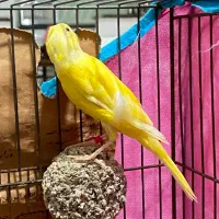 قناری ماده|پرنده|ساوه, |دیوار