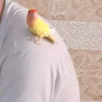 پرنده|پرنده|اصفهان, مارچین|دیوار