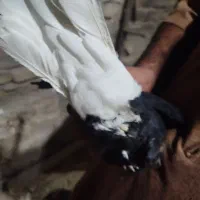 کبوتر|پرنده|اهواز, بیست متری شهرداری|دیوار