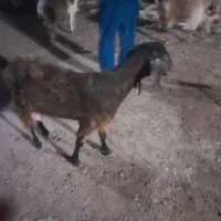 بز دورگه شیرا