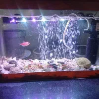 وسایل آکواریوم کوچک|ماهی|خرمآباد, |دیوار