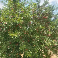 باغ و باغچه انگور ۱۰۰۰متری و... در تاکستان|فروش زمین و ملک کلنگی|تهران, آشتیانی|دیوار