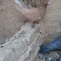 دم سفید|پرنده|خلیل آباد, |دیوار