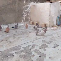 کبوتر سرول قدیمی