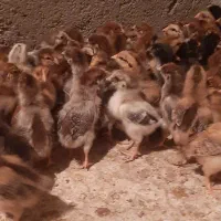 جوجه مرغ و خروس محلی رسمی گلپایگان تخم گذار.اردک