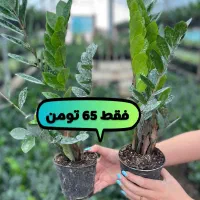 فروش تک و عمده انواع زاموفیلیا پتوس آگلونما|گل و گیاه طبیعی|نشتارود, |دیوار