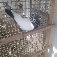 کبوتر