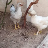 مرغ لهستانی|حیوانات مزرعه|شیراز, قلات|دیوار