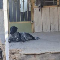 واگذاری توله نر ۷ماهه قهدریجونی|سگ|فولادشهر, مسکن مهر فولادشهر|دیوار