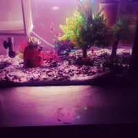 آکواریوم شرکتی باماهی وسایل