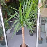 کامیس|گل و گیاه طبیعی|تربت‌حیدریه, بی بی حسنیه|دیوار