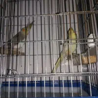 ی جفت عروس هلندی و یک طوطی برزیلی|پرنده|کوهدشت, |دیوار