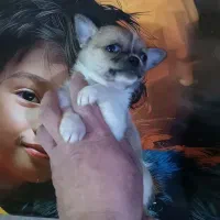 فرنچ بولداگ، پامر، شی هوا هوا، پیکینیز|سگ|اصفهان, فیض|دیوار