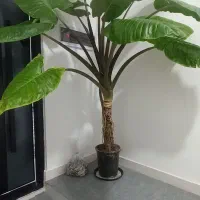 گل بابا آدم