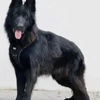 سگ ژرمن بلک نر کینگ سایزموبلند دو سال فی ۴۰ م ت