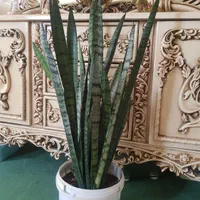 گل سانسوریا