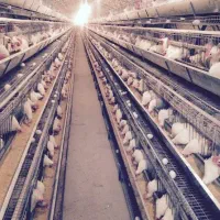 کارگر مرغداری