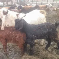 نر بز گلابی