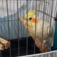 عروس هلندی|پرنده|وحیدیه, |دیوار