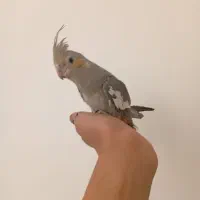 عروس هلندی دستی|پرنده|تفت, |دیوار