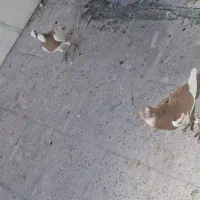 ۳تاپلنگ زرد جوان پرشی کفتربوم