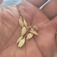 تخمه پرنچ همان برویش